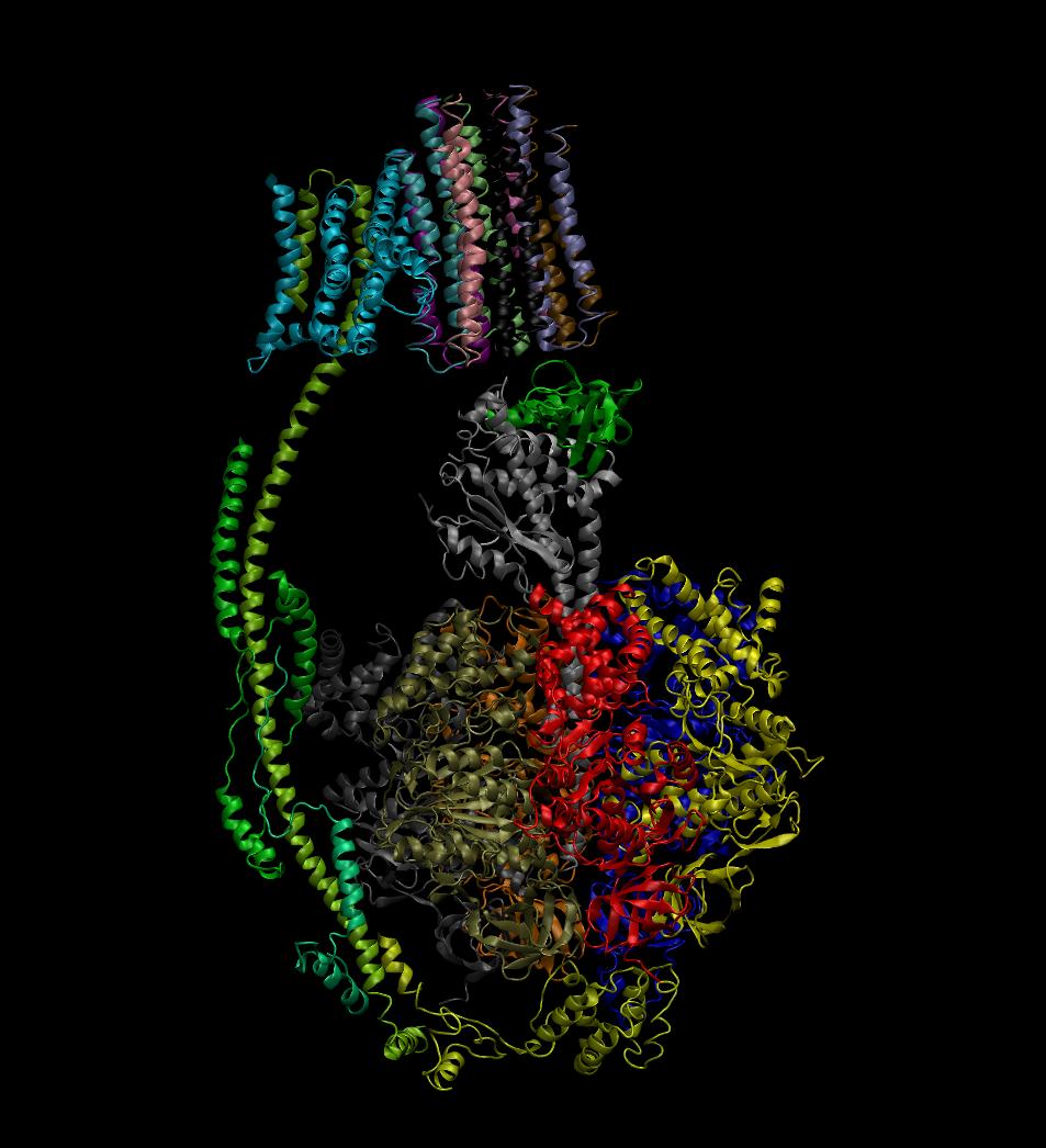 Chain and secondary structure depiction of 5are